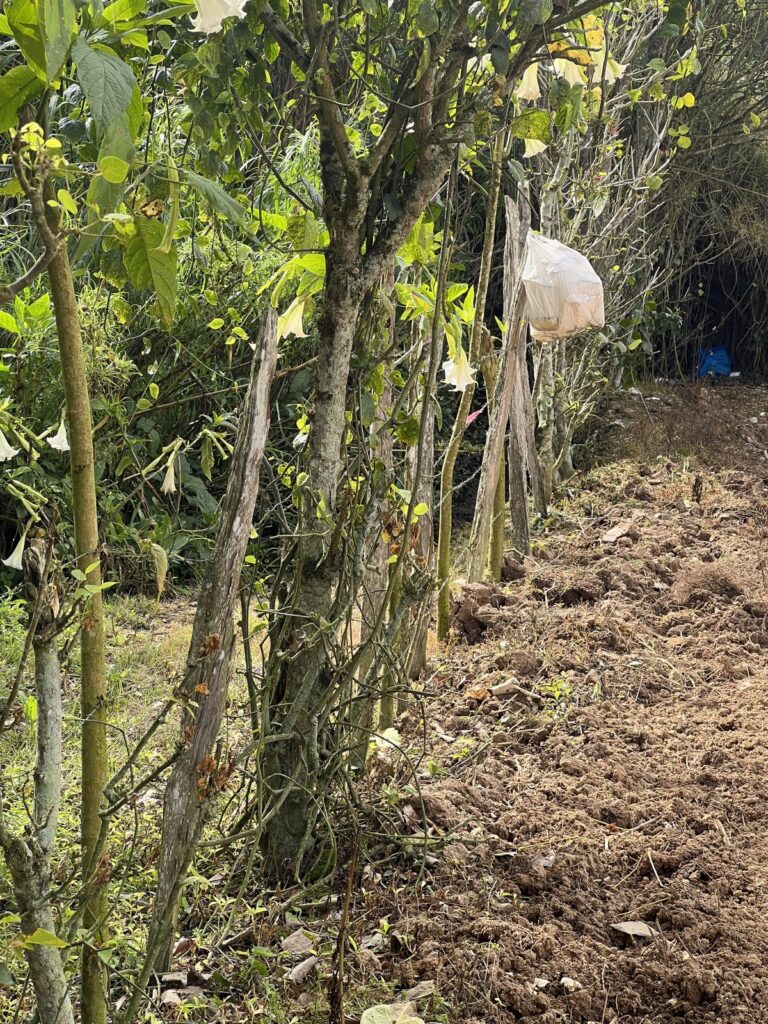 Trabajo de mensura en campo: linderos y puntos marcados