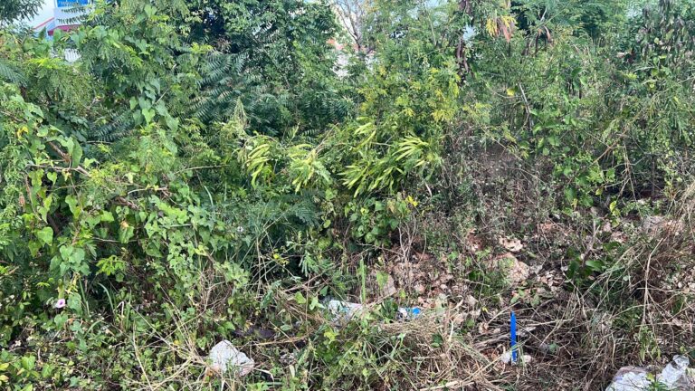 Trabajo de mensura en campo: linderos y puntos marcados